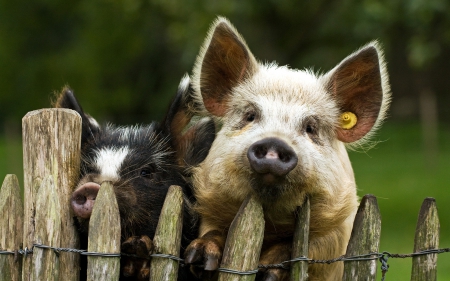 Pigs - photo, pig, animal, pigs