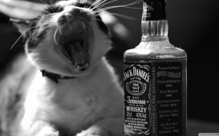 Funny cat - drink, cat, animals, pet, funny