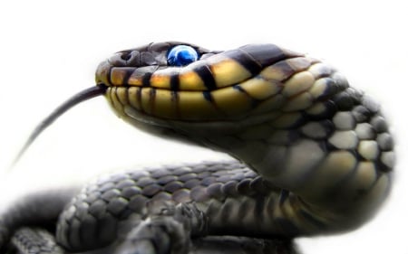 Blue eye - animals, reptiles, blue eye, snake