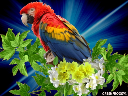 MACAW - MACAW, CREATION, BIRD, PARROT