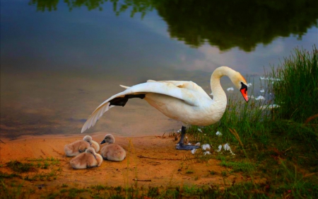 Swan - swan, animals, cute, bird