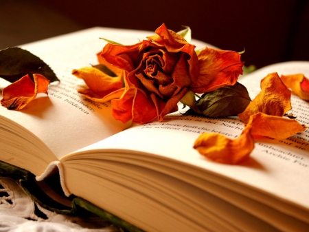 Dried petals - flowers, page, petals, book