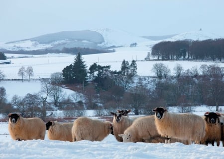 Sheeps - Winter, Sheep, Snow, Sheeps