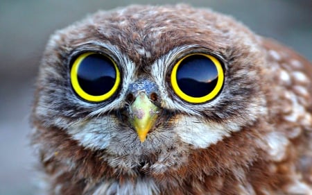 Owl - Bird, Owl, Beak, Eyes