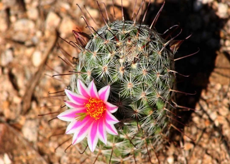 Cactus - cactus, nature, desert, flower