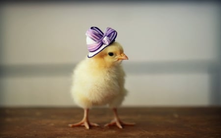 Chicken in hat - funny, purple, pink, cute, yellow, chicken, easter, bow, fency, hat