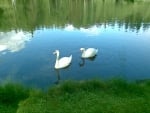 Swans