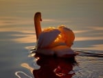 Swan