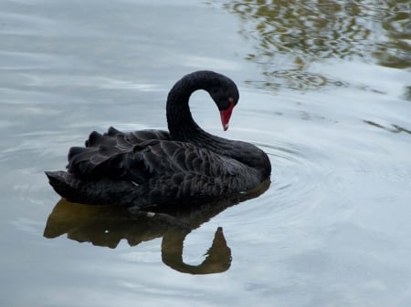 Swan - animal, nature, swan, lake