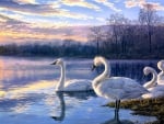 Swans