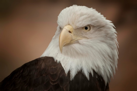 Bald Eagle - portrait, head, eyes, raptor