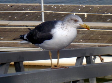 Seagell - beach, nature, sea, bird