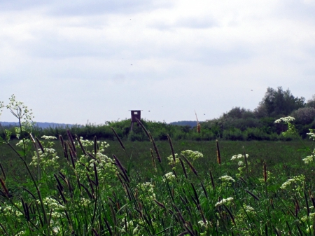 Field - nature, fields, sky, field, grass