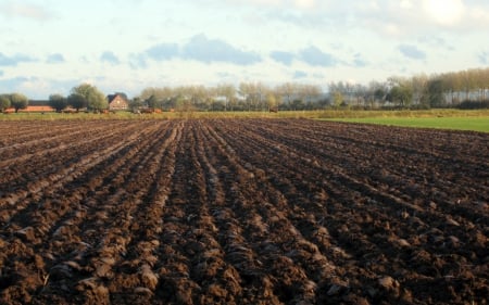 Field - nature, fields, view, photography, field