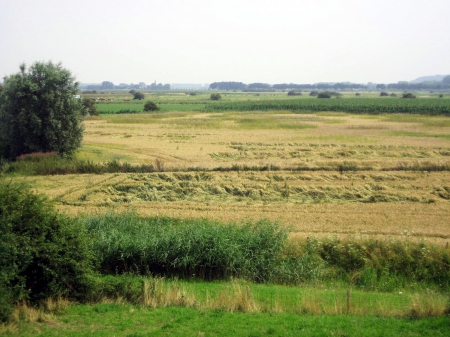 Countryside - trees, nature, view, fields, photography, grass, field