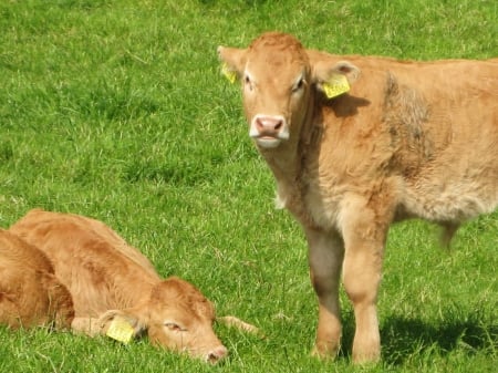 Cows - cow, animal, nature, grass, animals