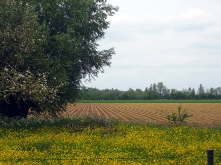 Countryside - nature, fields, photography, field, tree, sky