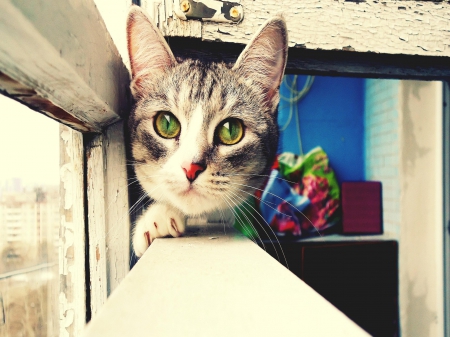 Cat - window, portrait, pose, enjoyment, pleasure, cat