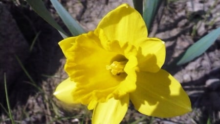 flower - yelow, garden, flower, sprig timen