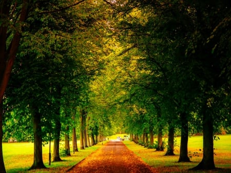 Sheffield - path, trees, nature, sheffield