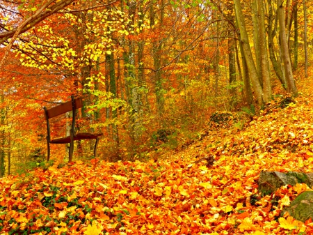 Autumn forests - bench, tree, leaves, autumn