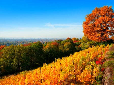 Autumn beauty - nature, mountain, tree, autumn