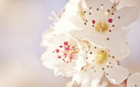 Flowers - flower, tree, petals, nature