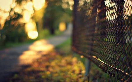 Fence - Fence, nature, leaf, steel