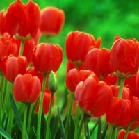 Red Tulips