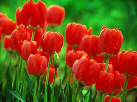 Red Tulips - flowers, red, nature, tulips