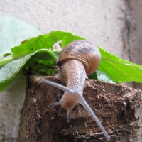 Garden Snail