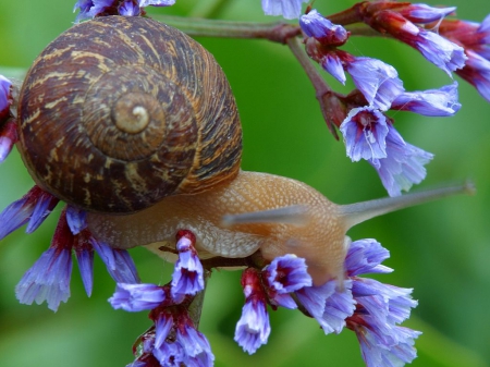 Snail - Garden, Field, Snail, Flowers