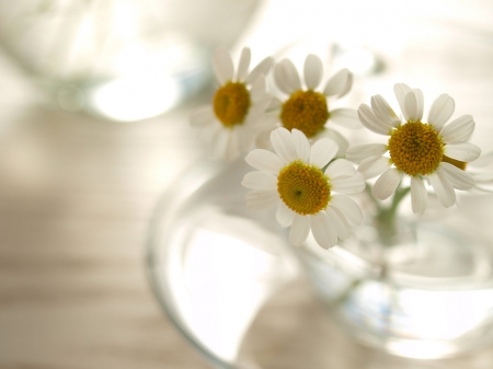 Camomile - camomile, field, garden, flower