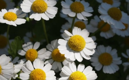 Camomile - camomile, field, flowers, garden