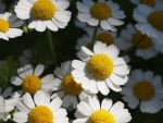 Camomile