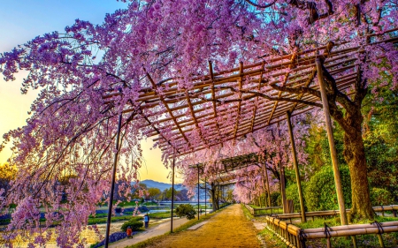 FRAGRANT WALKWAY - arch, walkway, flowers, creeps, spring