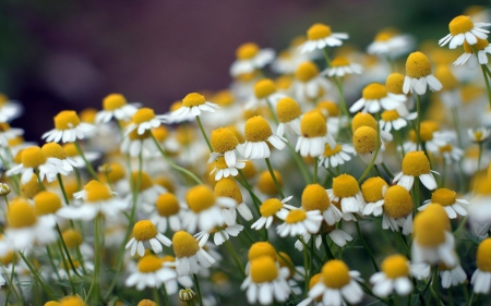 Camomile - camomile, field, flowers, garden