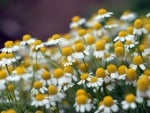 Camomile