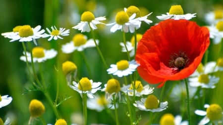 Camomille And Poppy - field, camomille, flowers, poppy