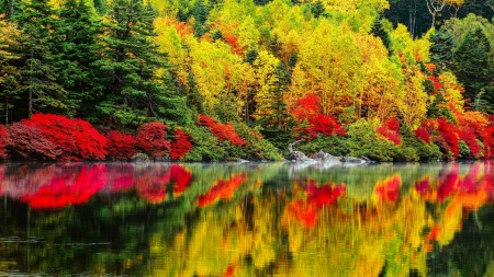 Reflections - quiet, reflections, forest, calmness, shore, riverbank, lake, falling, branches, trees, water, pond, lakeshore, fall, river, nature, autumn, serenity, foliage