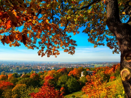 Dresden - nature, dresden, autumn, trees