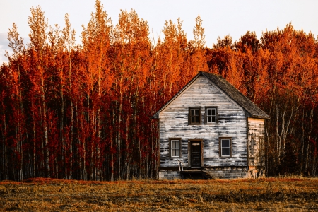 Buttertown Homestead, Fort Vermillion - fall, forest, colors, autumn