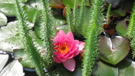 waterlily - nature, colour, flower, beautiful