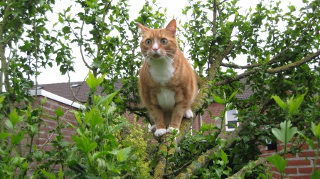 in the tree - face, tree, cat, eyes