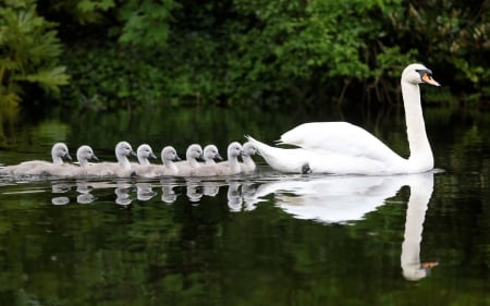 â™¥ Walk With Mom â™¥ - swan, lake, swans, photography, animals, water, bird, nature, pretty, beautiful, cute, birds