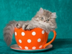 persian kitten in a teacup