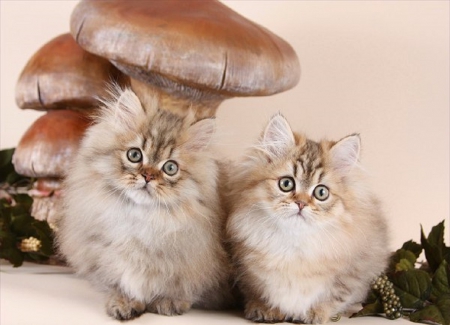 kittens under a mushrooms - mushrooms, cats, kittens, animals