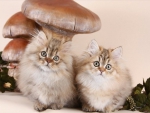 kittens under a mushrooms