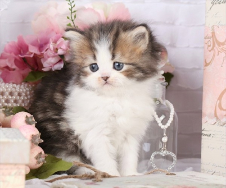 cute fluffy kitty - fluffy, sute, cats, animals, kitty