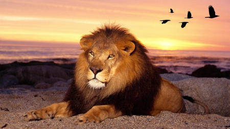 The Kings Sunset - birds, sunset, Africa, desert, king, lion, cat, sky